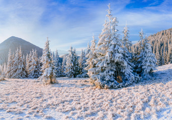 magical winter snow covered tree