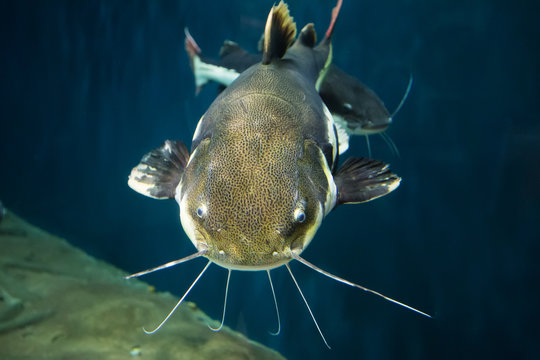 Closeup of a tropical redtail catfish