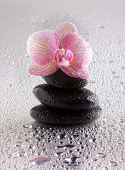 pyramid of black zen stones and orchid on wet background