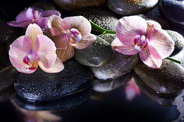 Wet spa pebbles and pink orchids