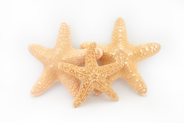 tropical starfish