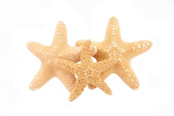 Fototapeta na wymiar tropical starfish