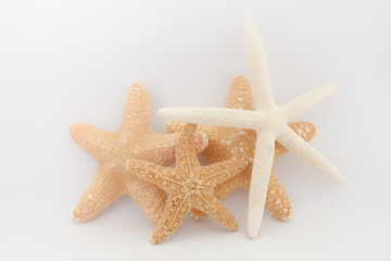 tropical starfish