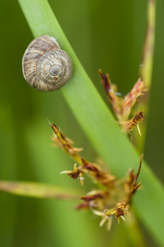 Grey ground snail