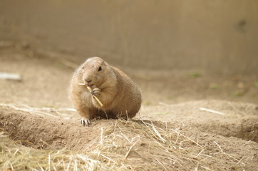 Murmeltier