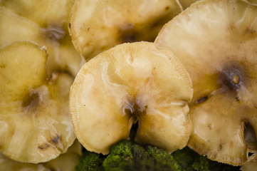 Brown mushrooms growing on a tree stump