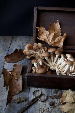 fresh mushrooms on old wooden box on rustic table with scissor