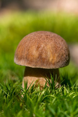 Porcini fungi