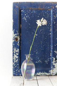 tuberose flower on glass vase with vintage cracked blue backdrop