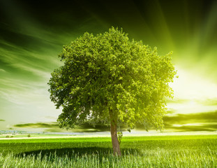Green tree nature
