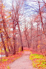 Fototapeta premium Park View Fall Wallpaper