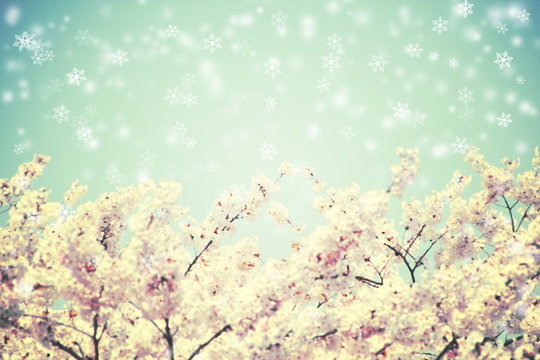 Cherry blossoms and blue sky with snow falling. Vintage flower b