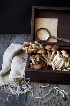 fresh mushrooms on vintage wooden box with magnifying glass