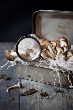 fresh mushrooms on vintage tin box with magnifying glass