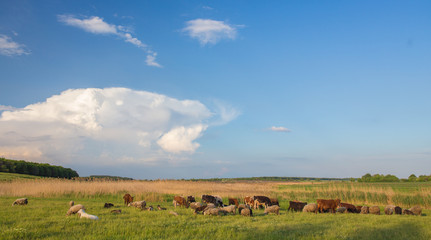 Fototapeta na wymiar Cows grazing in green meadow.