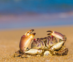 Menacing Eyes Seafood Posing