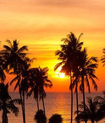 Naklejka na ściany i meble Sunset Divine Coconut Horizon