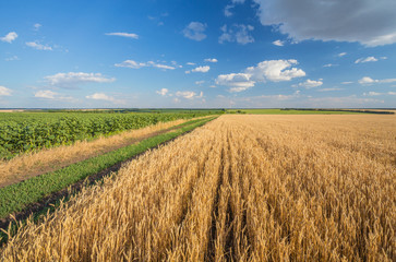 Summer Landscape with Wheat Field © Ryzhkov Oleksandr
