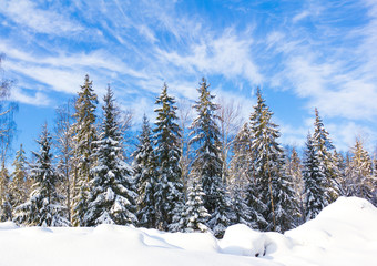 Fototapeta na wymiar Winter Landscape with snow