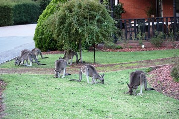 Kanguruhs im Vorgarten eines Hauses - Grampians - Australien
