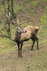 Powerful adult male red deer stag on meadow