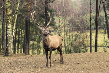 Powerful adult male red deer stag on meadow