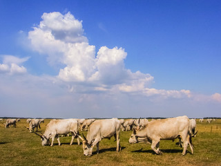 Cattle in hungarian puszta