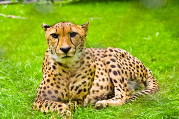 cheetah resting in the summer sun © mskphotolife