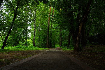 Fototapeta premium road through the summer, green, park
