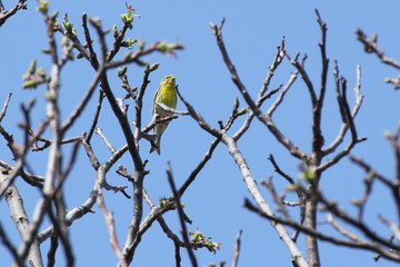 Serin