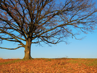 Single oak on prairie hill in the autumn