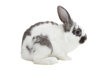 bunny sits on a white background isolated, side view