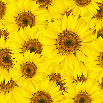 Seamless sunflower background with leaves