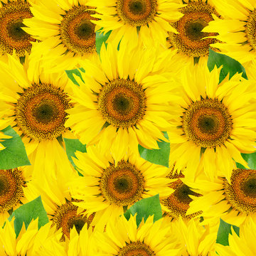 Seamless sunflower background with leaves
