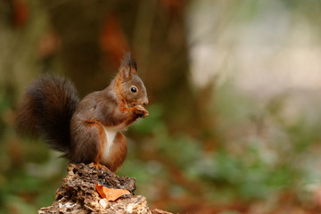 Repas dans la forêt