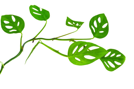 beautiful  long young green monstera (var. expilata) branch isol