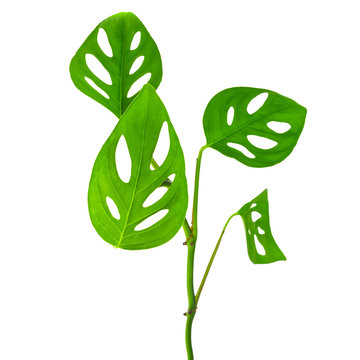 beautiful  long young green monstera (var. expilata) branch isol