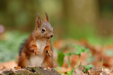 Trop mignon