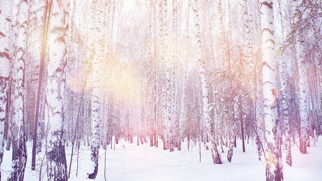 Fototapeta winter magic birch grove