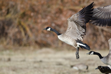 Canada Geese Taking to Flight from an Autumn Field