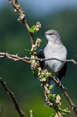 Northern Mockingbird Perched in a Tree