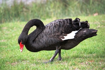 Schwarzer Schwan in der Wildnis - Australien