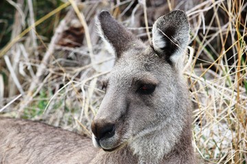 Kanguruhgesicht in den Grampians - Australien