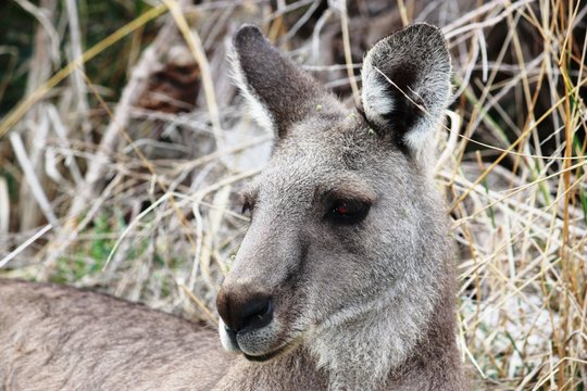Kanguruhgesicht in den Grampians - Australien