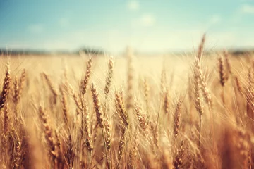 Photo sur Plexiglas Paysage champ de blé doré et journée ensoleillée