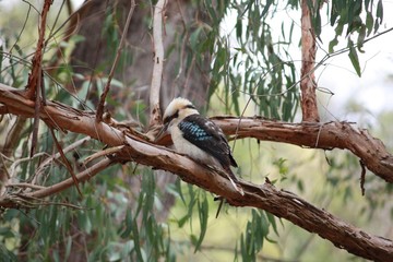 Kookaburra auf einem Ast - Eisvogel - Australien