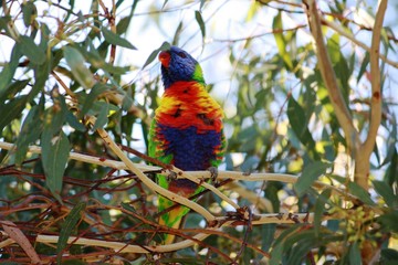Lorikeets im Eukalyptusbaum - Australien