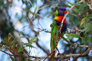 Lorikeets im Eukalyptusbaum - Australien