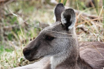 Kanguruhgesicht in den Grampians - Australien