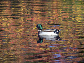 Mallard